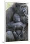 Gorilla-DLILLC-Framed Photographic Print