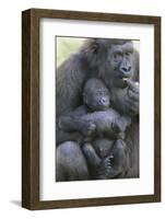 Gorilla-DLILLC-Framed Photographic Print