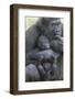 Gorilla-DLILLC-Framed Photographic Print