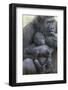 Gorilla-DLILLC-Framed Photographic Print