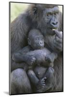 Gorilla-DLILLC-Mounted Photographic Print