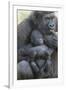 Gorilla-DLILLC-Framed Photographic Print