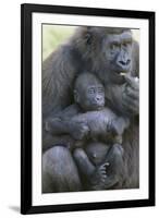 Gorilla-DLILLC-Framed Photographic Print