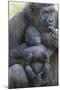 Gorilla-DLILLC-Mounted Photographic Print