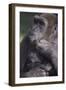 Gorilla-DLILLC-Framed Photographic Print