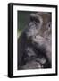 Gorilla-DLILLC-Framed Photographic Print