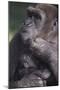 Gorilla-DLILLC-Mounted Photographic Print