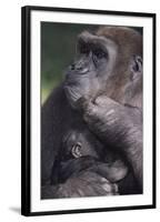 Gorilla-DLILLC-Framed Photographic Print