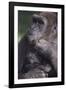 Gorilla-DLILLC-Framed Photographic Print