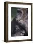 Gorilla-DLILLC-Framed Photographic Print