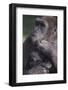 Gorilla-DLILLC-Framed Photographic Print