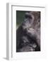 Gorilla-DLILLC-Framed Photographic Print