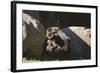 Gorilla-DLILLC-Framed Photographic Print