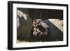 Gorilla-DLILLC-Framed Photographic Print