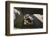 Gorilla-DLILLC-Framed Photographic Print