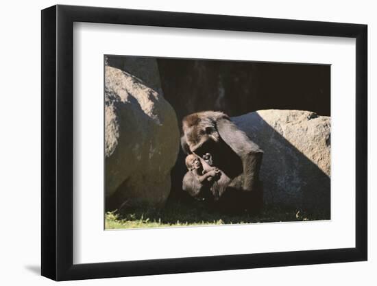 Gorilla-DLILLC-Framed Photographic Print