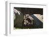 Gorilla-DLILLC-Framed Photographic Print