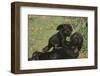 Gorilla-DLILLC-Framed Photographic Print