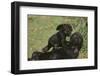 Gorilla-DLILLC-Framed Photographic Print