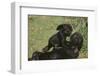 Gorilla-DLILLC-Framed Photographic Print