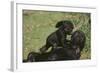 Gorilla-DLILLC-Framed Photographic Print