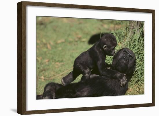 Gorilla-DLILLC-Framed Photographic Print