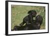 Gorilla-DLILLC-Framed Photographic Print