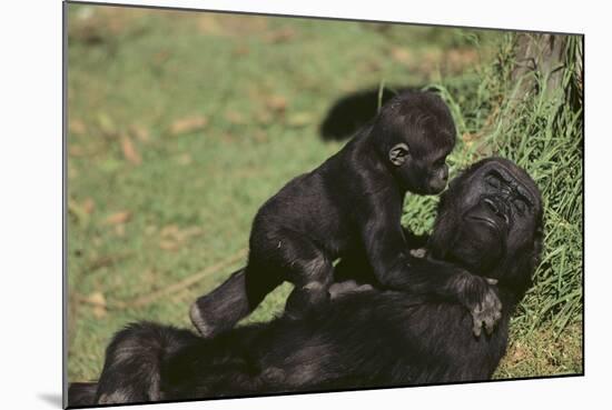 Gorilla-DLILLC-Mounted Photographic Print