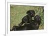 Gorilla-DLILLC-Framed Photographic Print