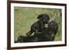 Gorilla-DLILLC-Framed Photographic Print