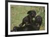 Gorilla-DLILLC-Framed Photographic Print