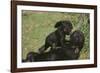 Gorilla-DLILLC-Framed Photographic Print