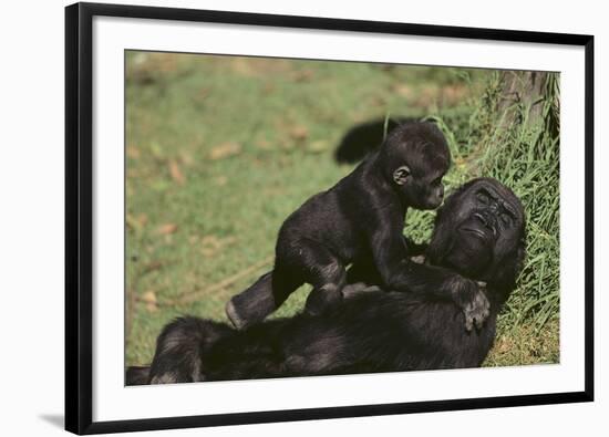 Gorilla-DLILLC-Framed Photographic Print