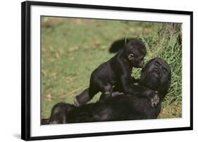 Gorilla-DLILLC-Framed Photographic Print