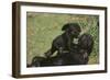 Gorilla-DLILLC-Framed Photographic Print