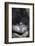 Gorilla-DLILLC-Framed Photographic Print