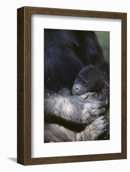 Gorilla-DLILLC-Framed Photographic Print