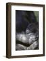 Gorilla-DLILLC-Framed Photographic Print