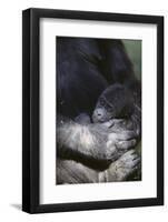 Gorilla-DLILLC-Framed Photographic Print