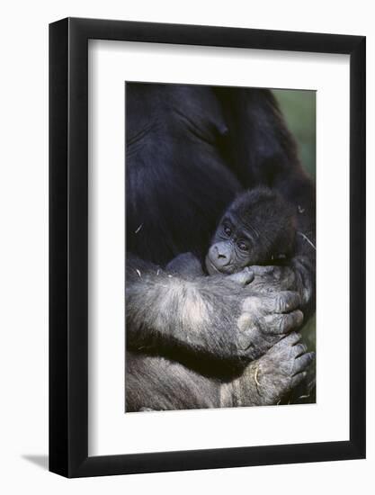 Gorilla-DLILLC-Framed Photographic Print