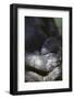 Gorilla-DLILLC-Framed Photographic Print