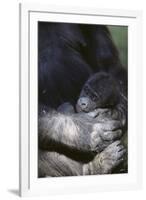 Gorilla-DLILLC-Framed Photographic Print
