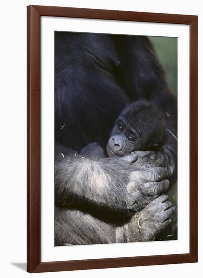 Gorilla-DLILLC-Framed Photographic Print