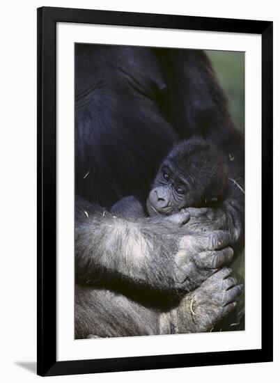 Gorilla-DLILLC-Framed Photographic Print