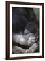 Gorilla-DLILLC-Framed Photographic Print