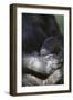 Gorilla-DLILLC-Framed Photographic Print