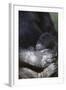 Gorilla-DLILLC-Framed Photographic Print