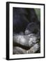 Gorilla-DLILLC-Framed Photographic Print