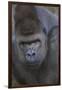 Gorilla-DLILLC-Framed Photographic Print