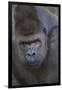 Gorilla-DLILLC-Framed Photographic Print